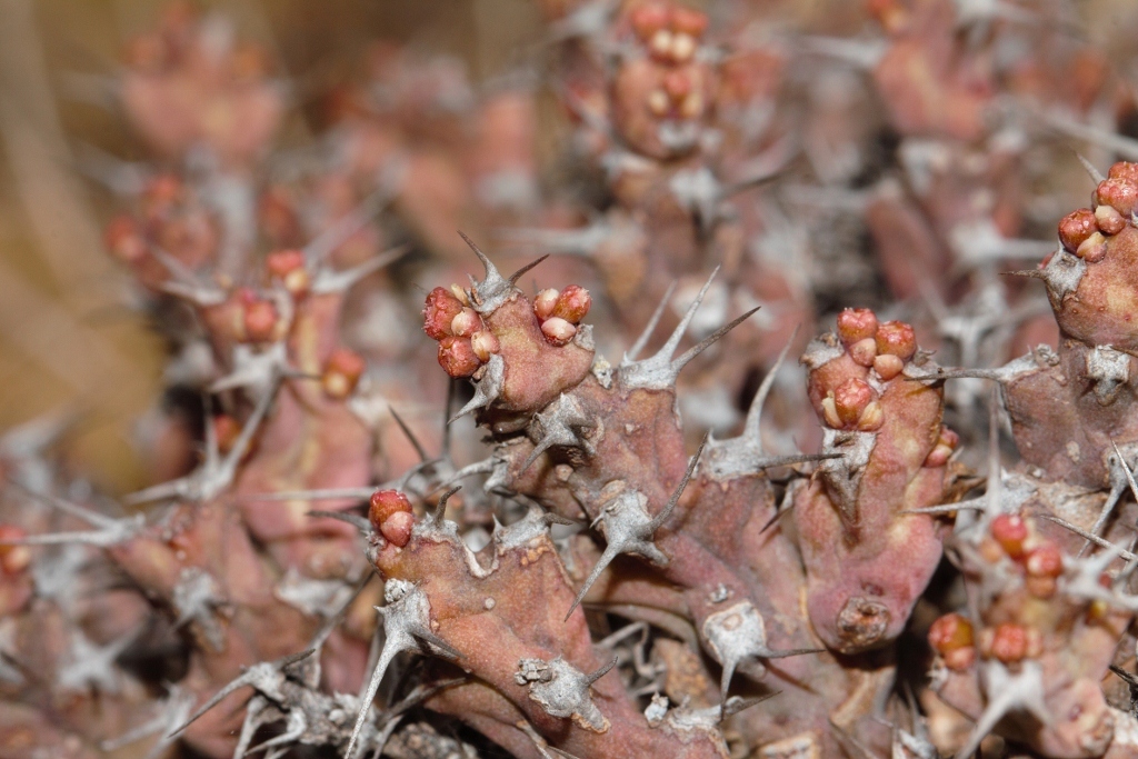 Euphorbia acervata
