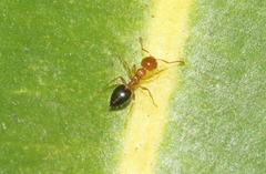 Crematogaster clarior