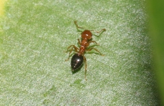 Crematogaster clarior