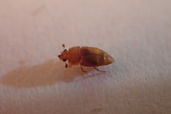 Haptoncus