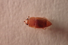 Haptoncus