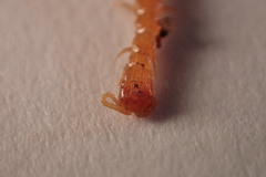 Cryptops leucopodus