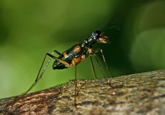 Distipsidera sericea