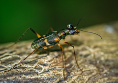 Distipsidera sericea