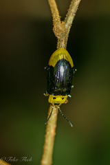 Promechus australicus