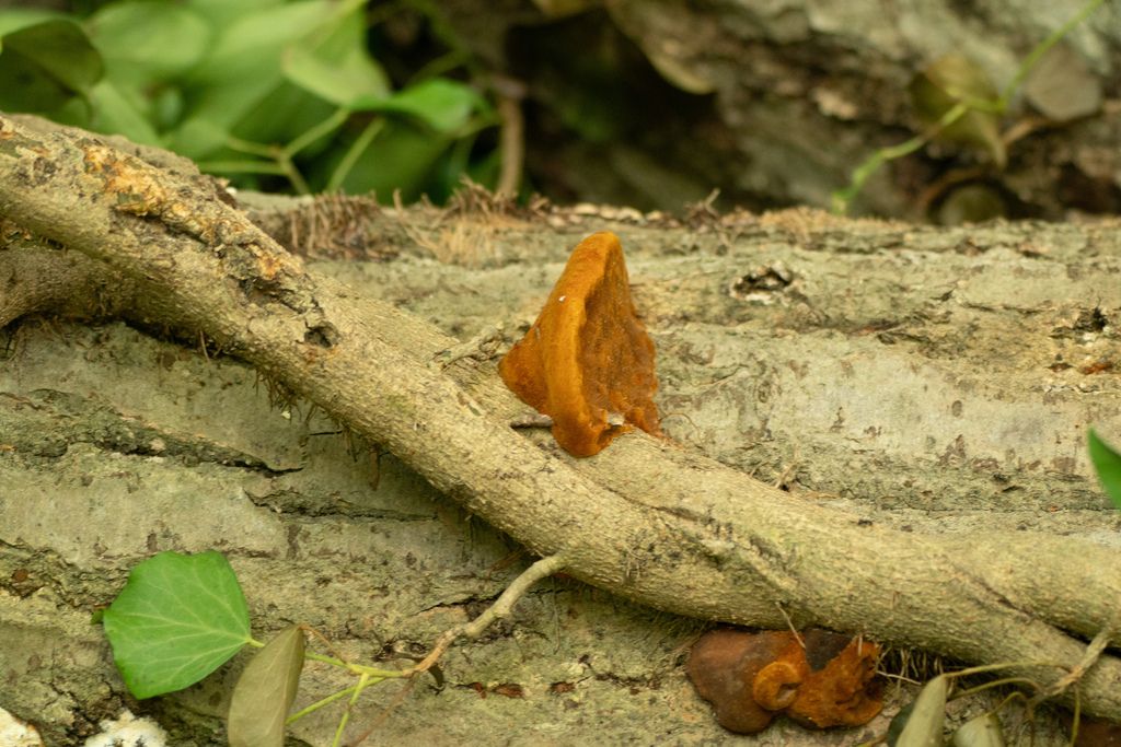 Fuscoporia gilva · July 2023 · photo: © tbc_watanabe (iNaturalist, cc-by)