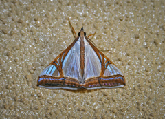 Agrioglypta eurytusalis