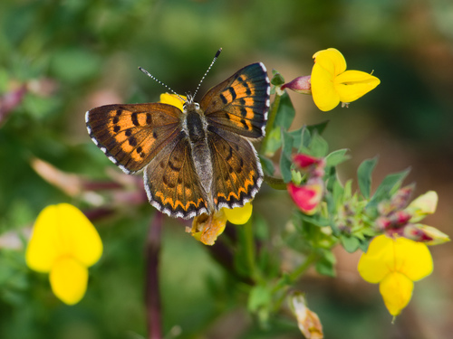 Mariposa Copper