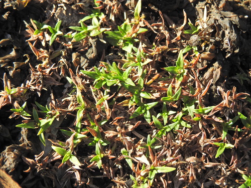 Image of Richardia stellaris by (c) Scott W. Gavins, some rights reserved (CC BY)