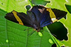 Chaetocneme porphyropis