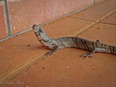 Cyclodomorphus gerrardii