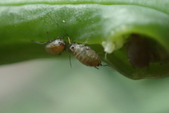 Lipaphis pseudobrassicae