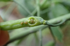 Lipaphis pseudobrassicae