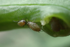 Lipaphis pseudobrassicae