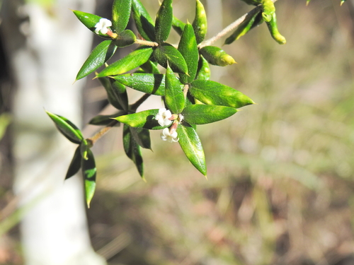 Alyxia ruscifolia (Alyxia ruscifolia)