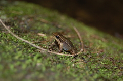 Chimbo Rocket Frog photo 3