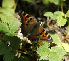 Aglais caschmirensis