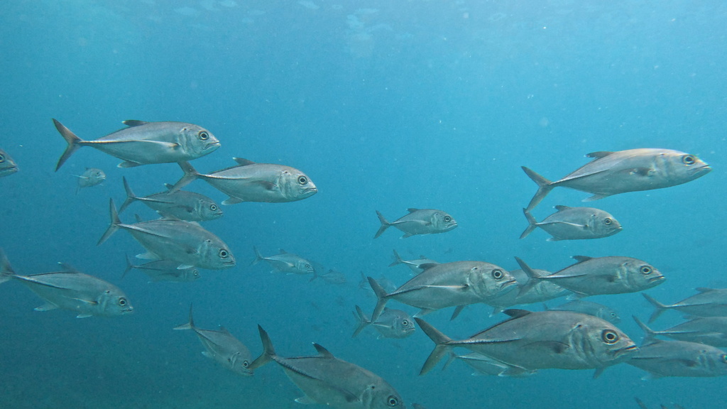 Bigeye trevally