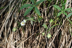 Potentilla alba