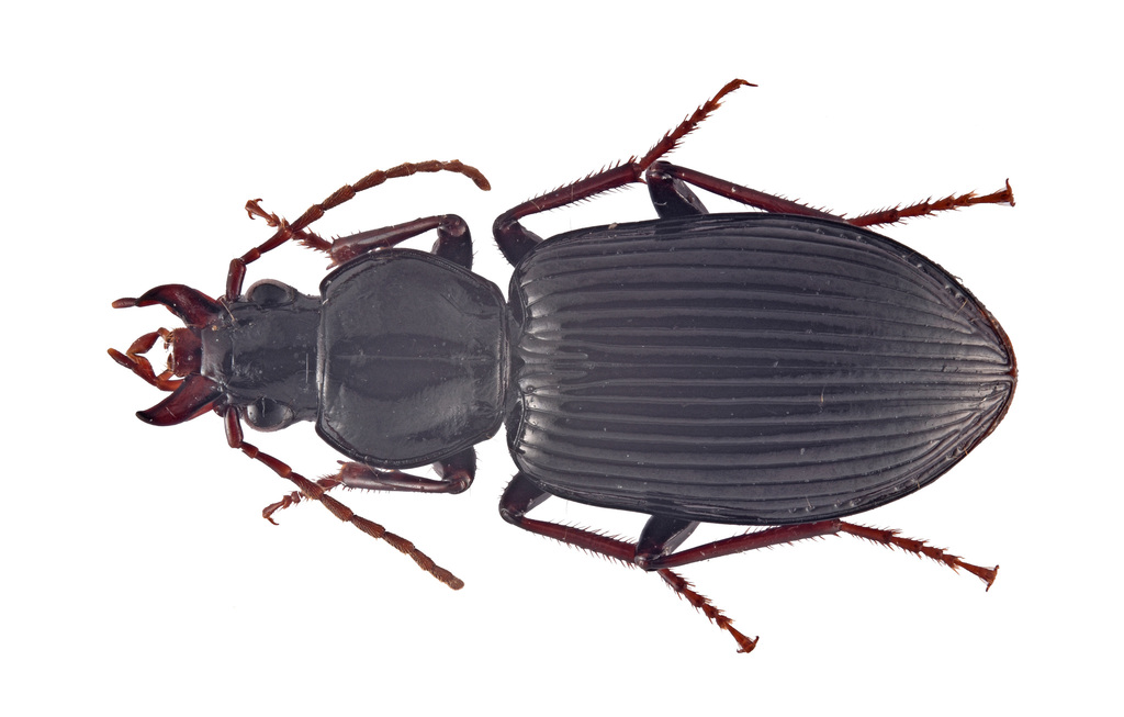 Parabroscus