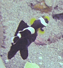Amphiprion polymnus
