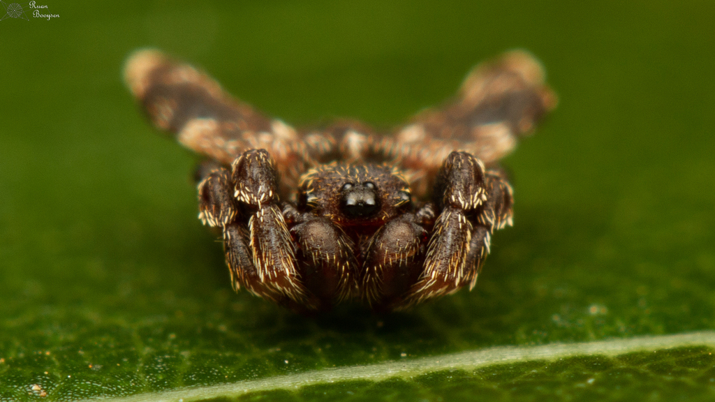 Spiny-backed Orb-web Spiders