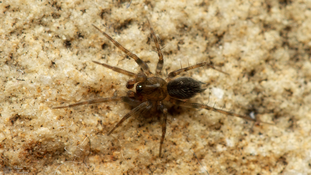 Common comb-tailed spider in May 2023 by Ruan Booysen · iNaturalist