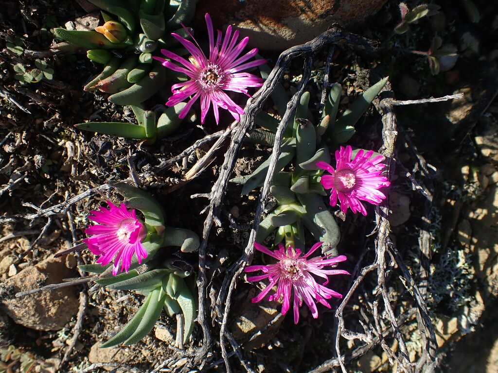 Marlothistella uniondalensis Schwantes
