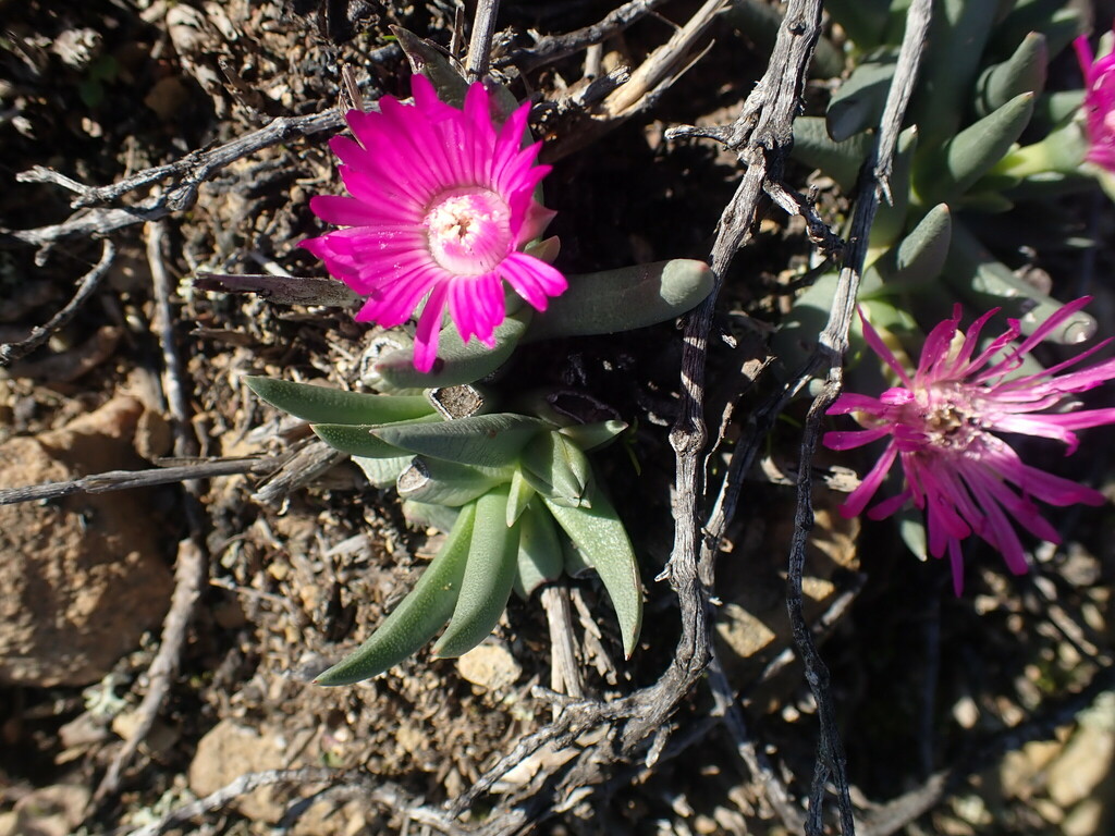 Marlothistella uniondalensis Schwantes 2