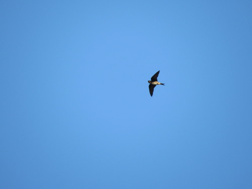 Cuban Martin (Progne cryptoleuca), photo 5
