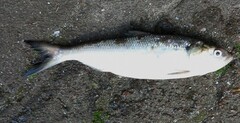 Twaite Shad photo 2