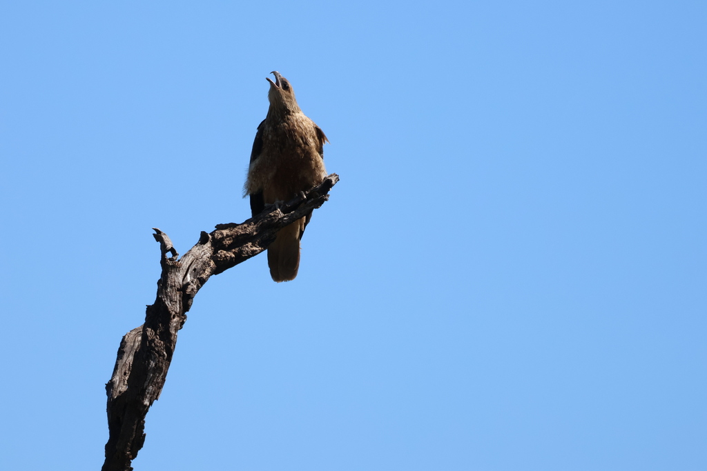 Whistling Kite from Baines NT 0852, Australia on July 21, 2023 at 1204