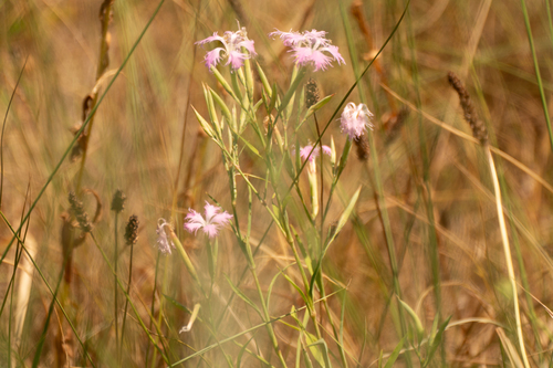Image of Dianthus longicalyx by (c) WATANABE Hitoshi 渡辺仁, some rights reserved (CC BY)