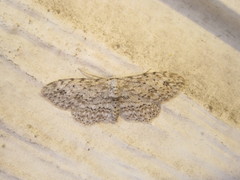 Pimaphera sparsaria