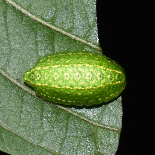 Yellow-shouldered Slug Moth photo 5