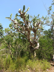 Dendrocereus nudiflorus