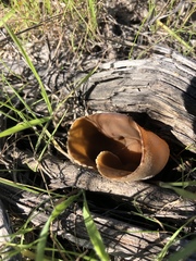 Helvella acetabulum