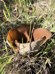 Helvella acetabulum