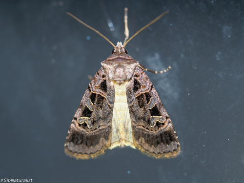 Pseudohermonassa melancholica