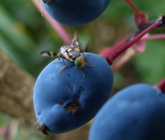 Rhagoletis berberis