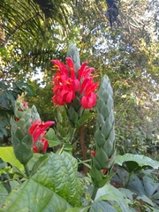 Pachystachys coccinea
