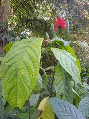 Pachystachys coccinea