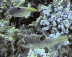 Canthigaster compressa