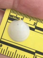 Divalinga quadrisulcata