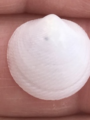 Divalinga quadrisulcata