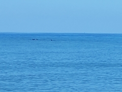 Delphinoidea