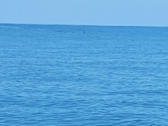 Delphinoidea
