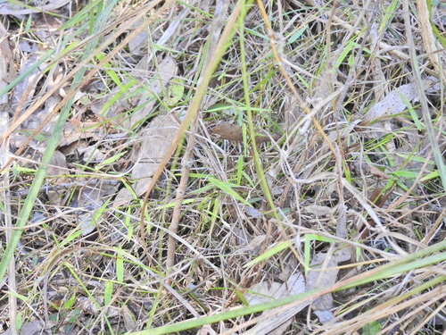 Image of Ottochloa gracillima by (c) Scott W. Gavins, some rights reserved (CC BY)