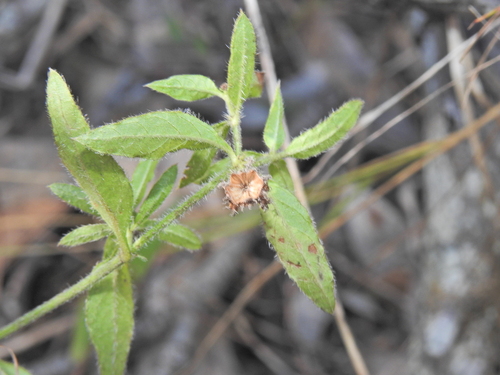Image of Opercularia hispida by (c) Scott W. Gavins, some rights reserved (CC BY)