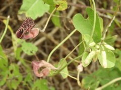 Aristolochia taliscana